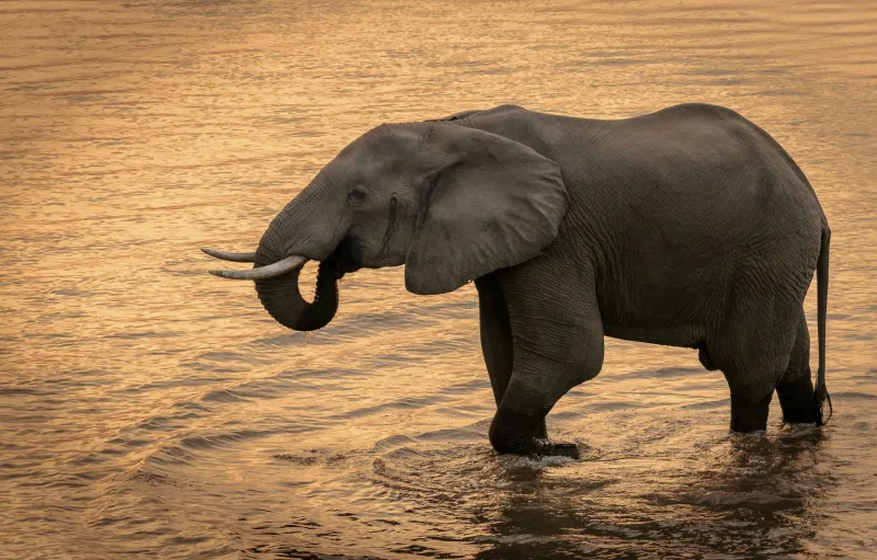 How Your Victoria Falls Vacation Is Helping Save Southern Africa's Wildlife
