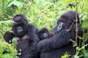 5 Days Double Gorilla Trekking Safari