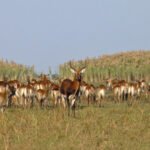 Bangweulu Wetlands