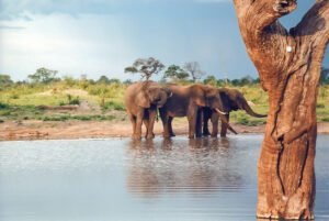 9 Days Hwange and Victoria Falls Safari