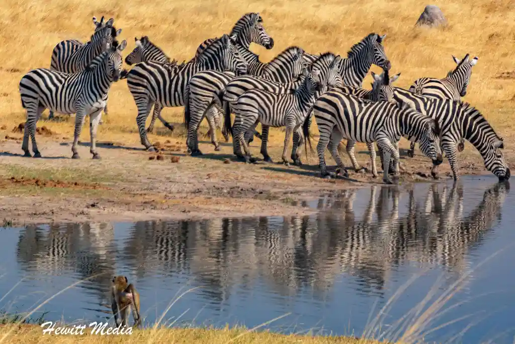 Hwange-National-Park-Remarkable Wild Safaris